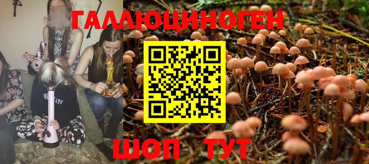 Галлюциногенные грибы Psilocybe Казань